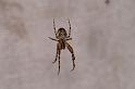 Meta_merianae_D8283_Z_90_Les Gris_Frankrijk